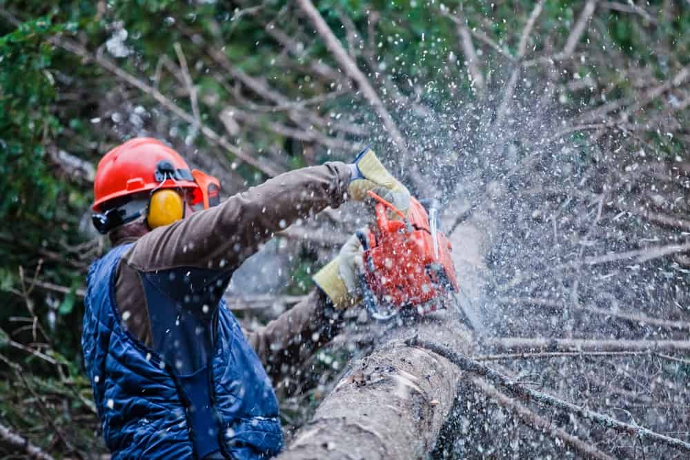 One of our Kansas City tree trimmers, trimming a tree on a property.